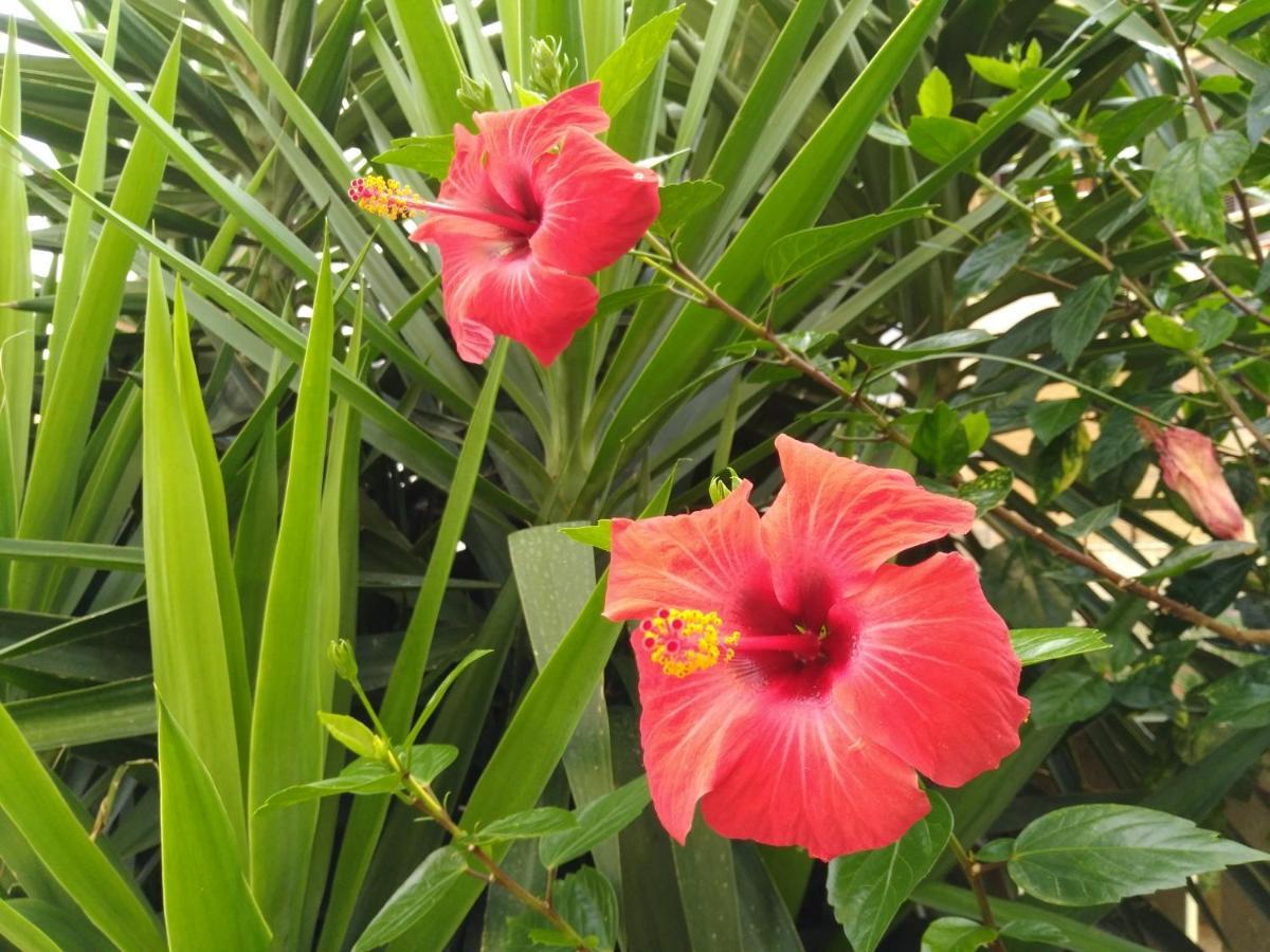 L'Hibiscus Di Lucia Villa Alguer Exterior foto